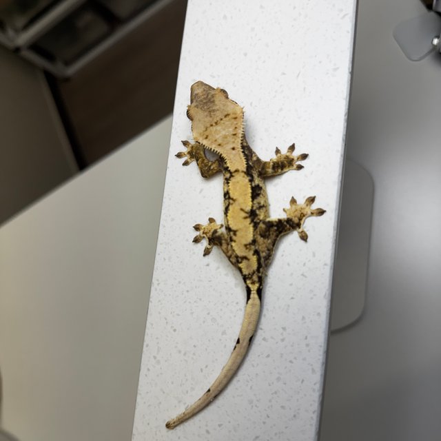 노멀 트라이 드리피 화이트 크림