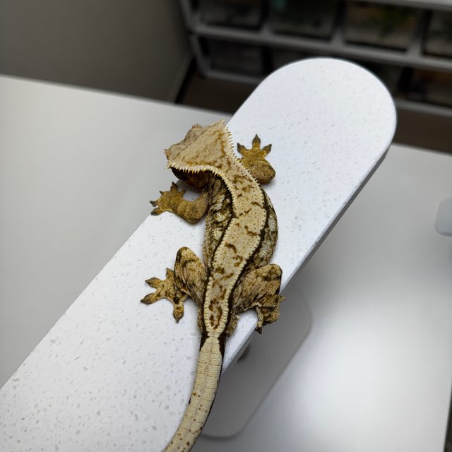 노멀 화이트크라운 타이거 텐저린