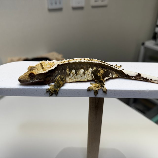 노멀 슈퍼스트라이프 풀핀 화이트크라운 엠티백 타이거