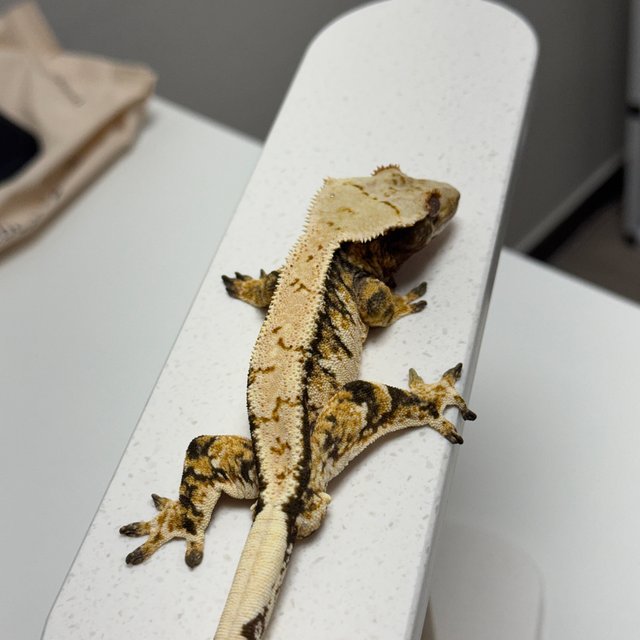 노멀 트라이 드리피 화이트스팟 화이트크라운 텐저린