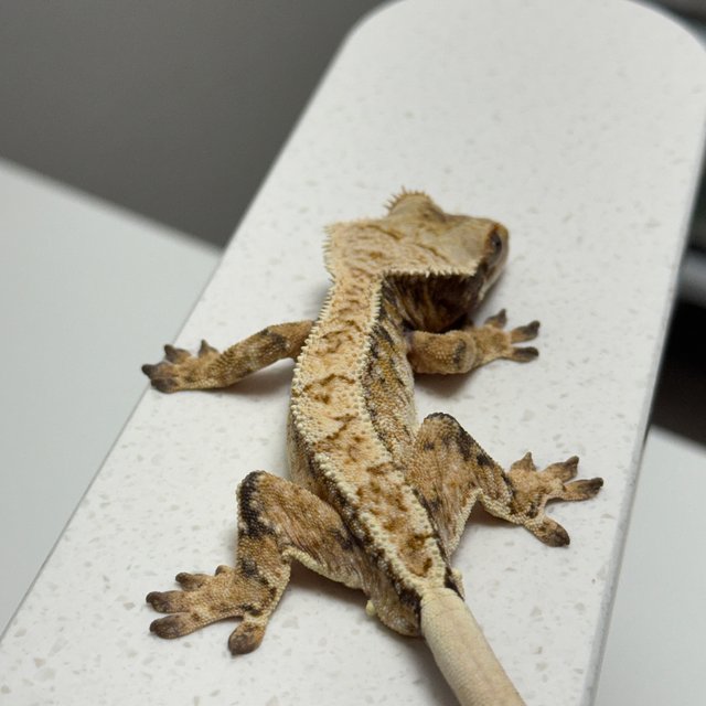 노멀 트라이 드리피 화이트스팟 화이트크라운 텐저린