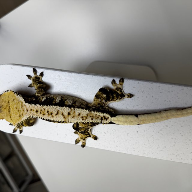 노멀 트라이 화이트크라운 타이거 텐저린 화이트