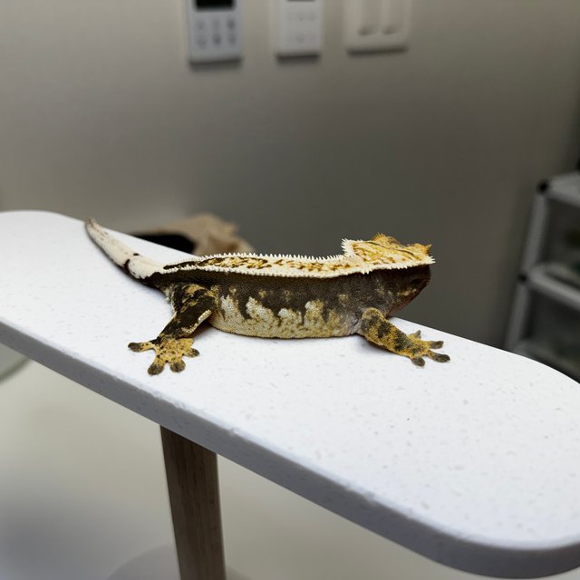 노멀 슈퍼스트라이프 풀핀 화이트크라운 엠티백 타이거