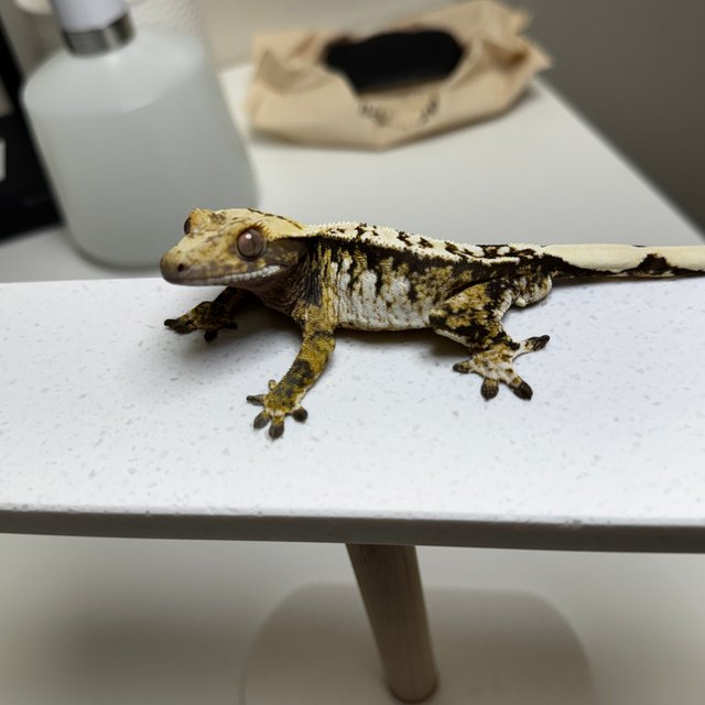 노멀 트라이 플레임 화이트 텐저린 옐로우