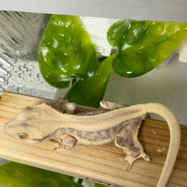 릴리화이트 풀핀 솔리드백 화이트 화이트핀 화이트스팟