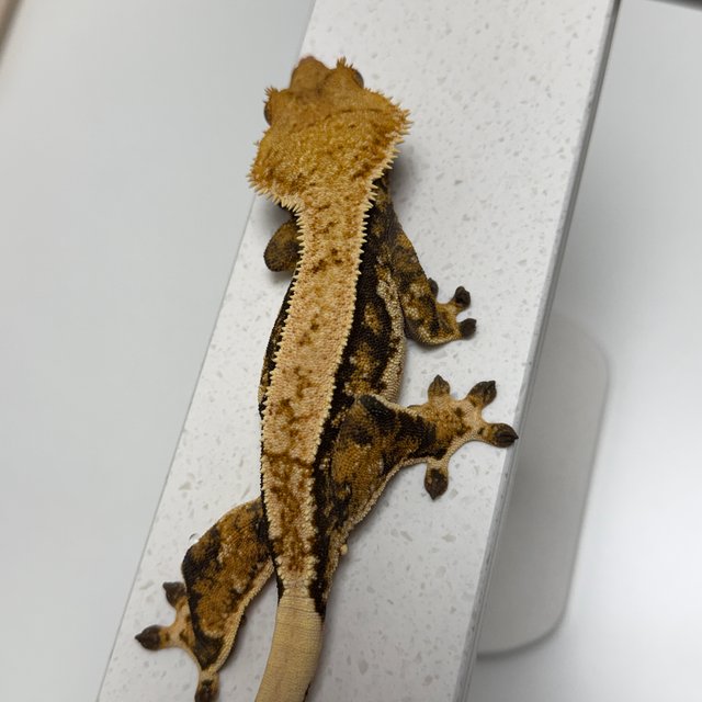 노멀 트라이 텐저린