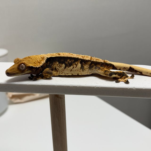 노멀 트라이 텐저린