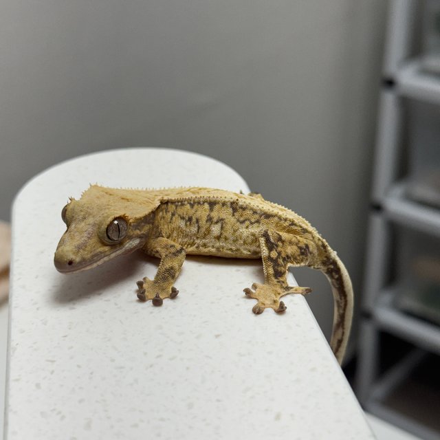 노멀 크림 옐로우