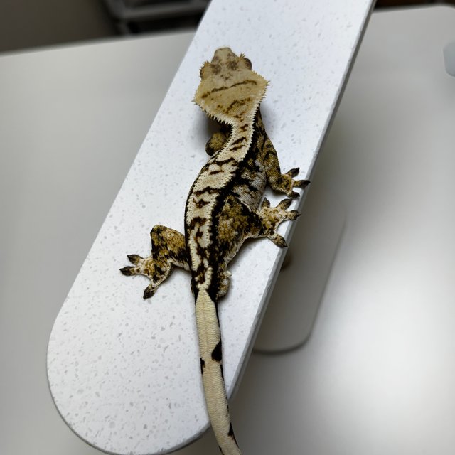 노멀 트라이 플레임 화이트 텐저린 옐로우