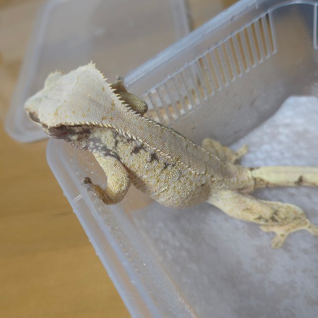 노멀 트라이 드리피 화이트스팟