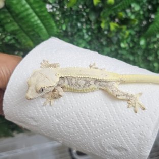 라씨