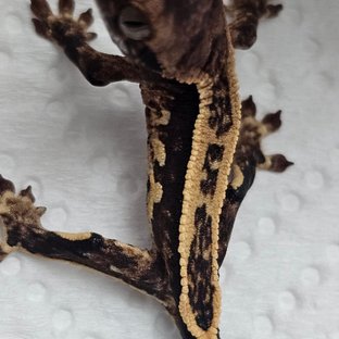 노멀 엠티백 익스트림할리퀸 풀핀