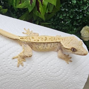 풀핀 노멀 솔리드백 드리피 화이트포트홀