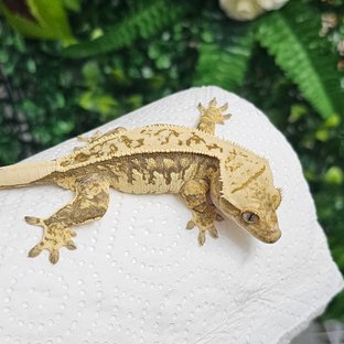 노멀 풀핀 화이트 익스트림할리퀸 화이트포트홀