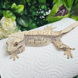 노멀 드리피 풀핀 화이트포트홀