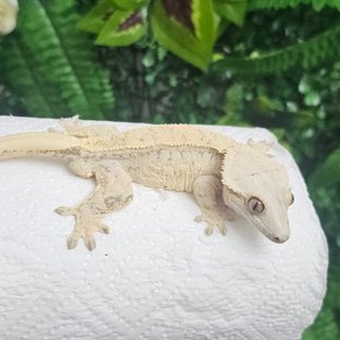 노멀 드리피 화이트스팟