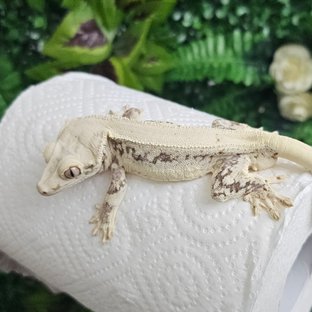 릴리화이트 풀핀 솔리드백 화이트 쿼드