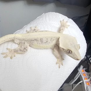 릴리화이트 풀핀 화이트스팟 화이트핀 드리피 화이트