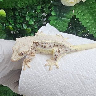 릴리화이트 풀핀 화이트 화이트핀 드리피 화이트포트홀