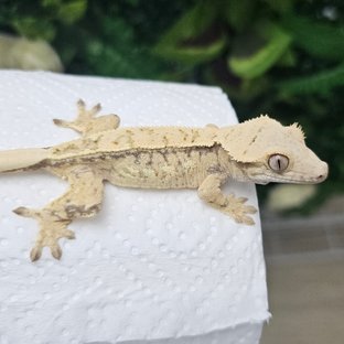 노멀 드리피 화이트스팟