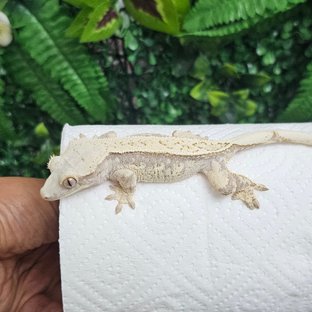 Nn47이프