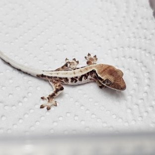 설리