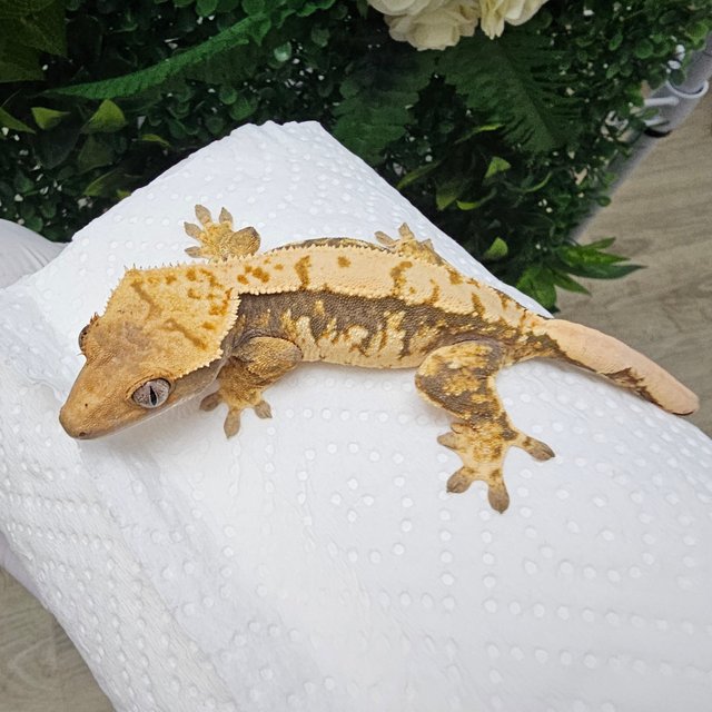 노멀 익스트림할리퀸