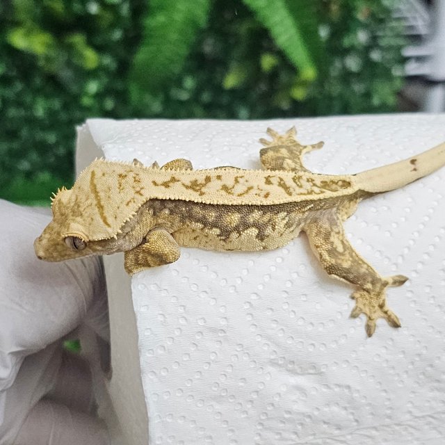 노멀 풀핀 화이트 익스트림할리퀸 화이트포트홀