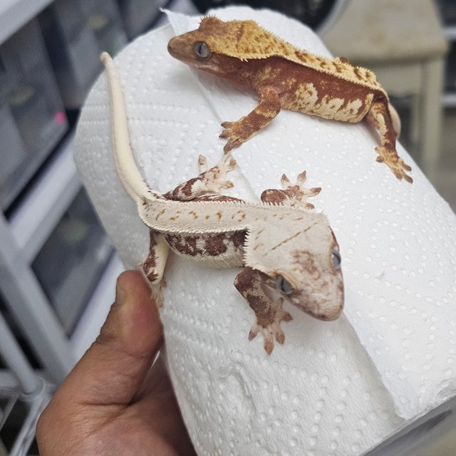 릴리화이트 화이트 레드 화이트핀 핀스트라이프 풀핀