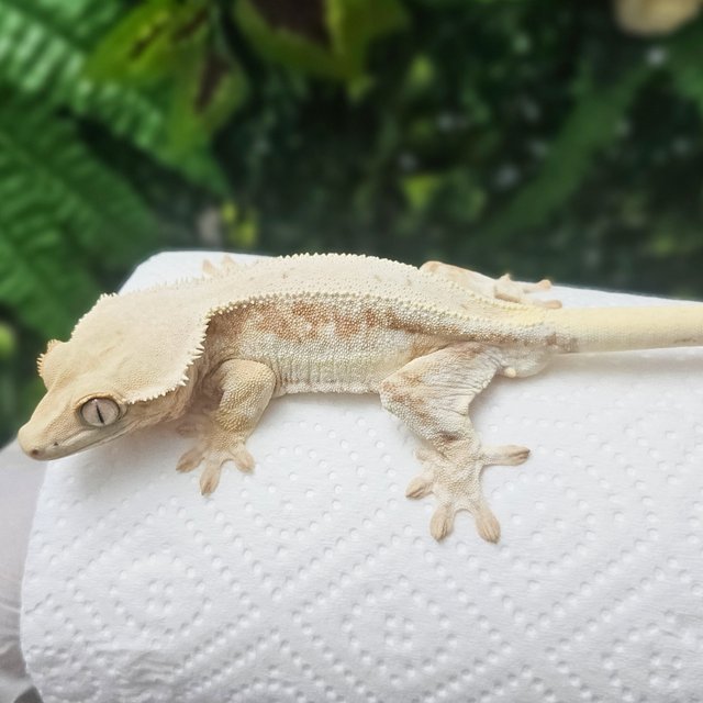 릴리화이트 솔리드백 풀핀 화이트핀 화이트스팟 화이트