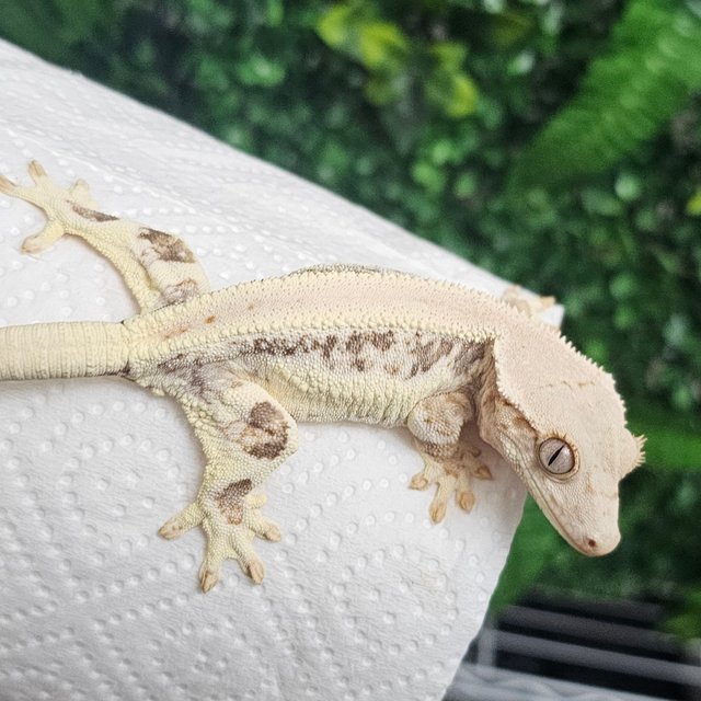 릴리화이트 풀핀