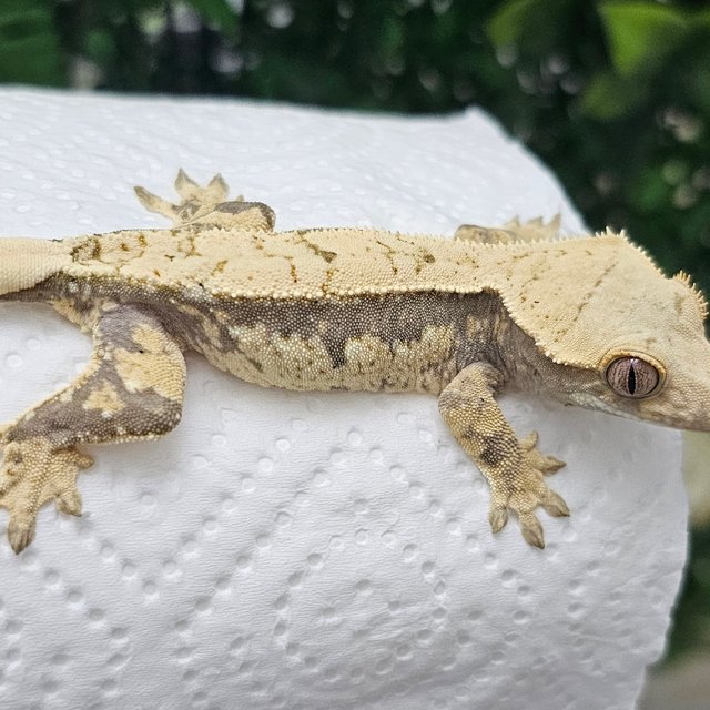 노멀 익스트림할리퀸 드리피 화이트 화이트포트홀