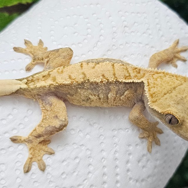 노멀 트라이 드리피 화이트포트홀