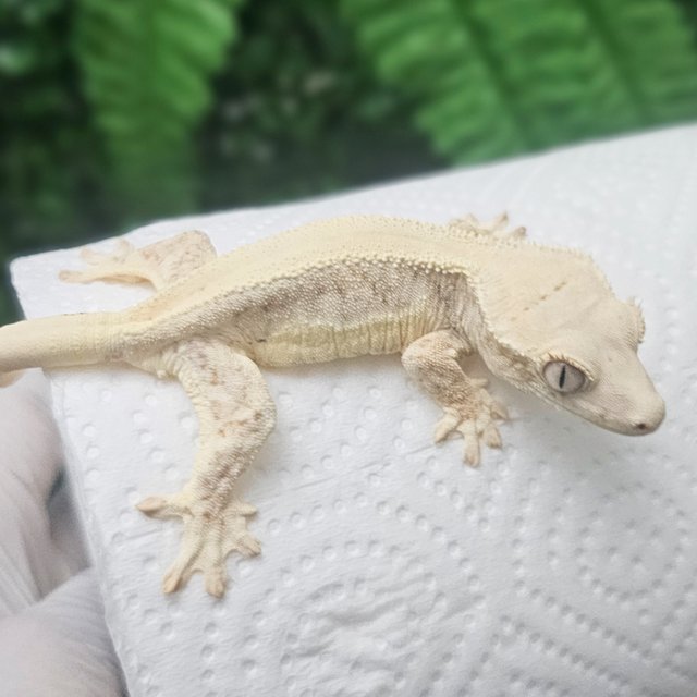 릴리화이트 드리피 솔리드백 화이트핀 풀핀 화이트스팟