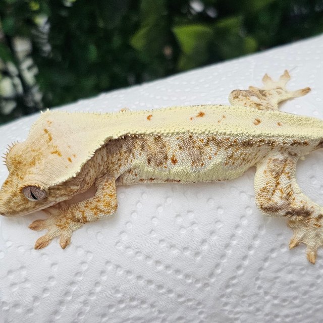 릴리화이트 풀핀 화이트핀 화이트