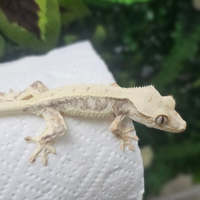 릴리화이트 화이트핀 풀핀 쿼드 화이트