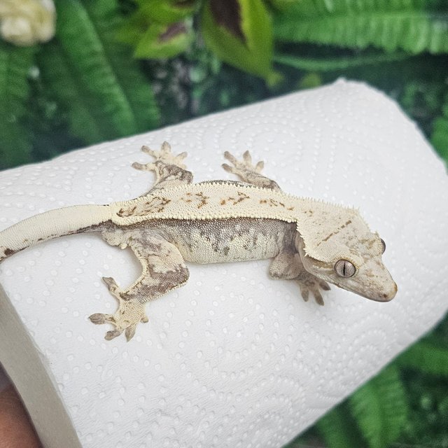 노멀 풀핀 화이트