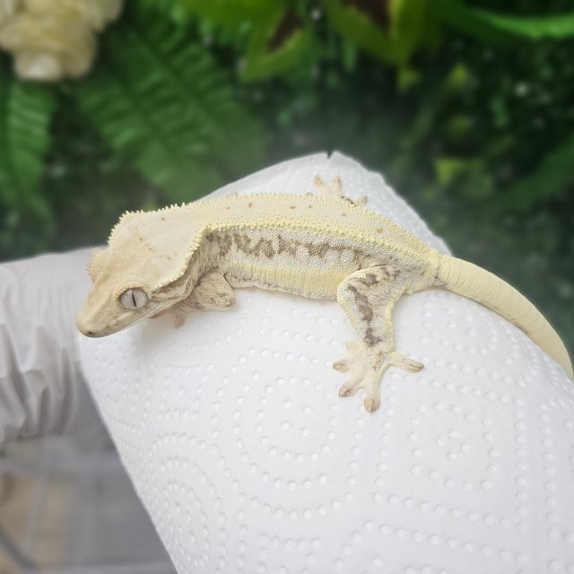 릴리화이트 화이트 화이트핀 쿼드 풀핀