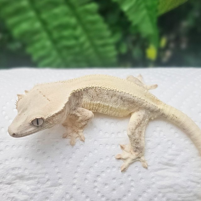 릴리화이트 드리피 솔리드백 화이트핀 풀핀 화이트스팟