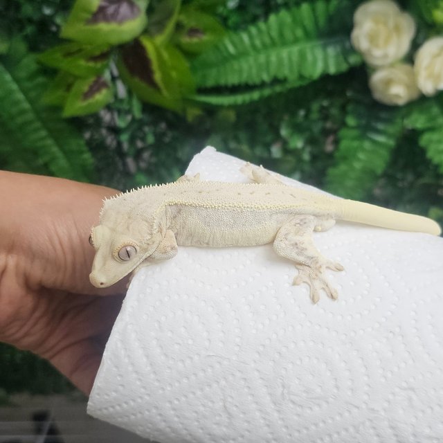 릴리화이트 풀핀 화이트 화이트크라운 화이트핀