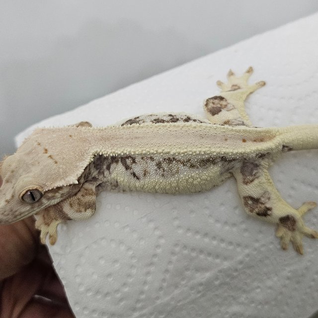 릴리화이트 풀핀