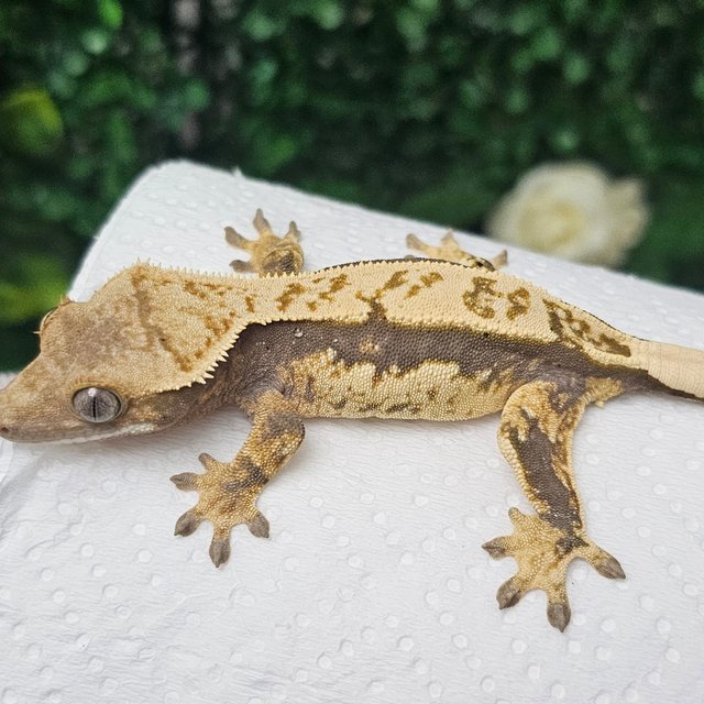 노멀 화이트핀 익스트림할리퀸 할리퀸 화이트