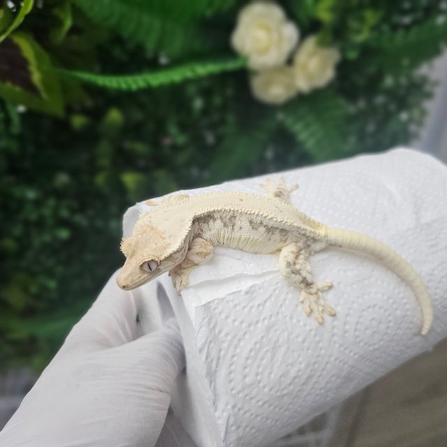 릴리화이트 풀핀 솔리드백