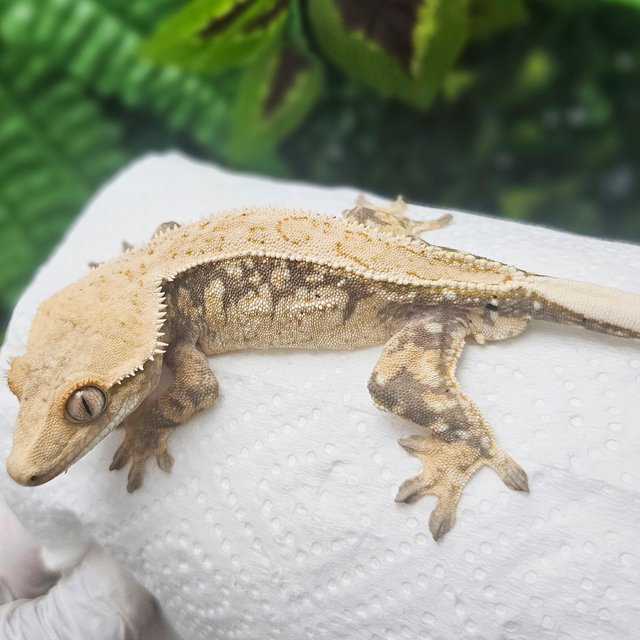 노멀 드리피 풀핀 화이트핀 화이트