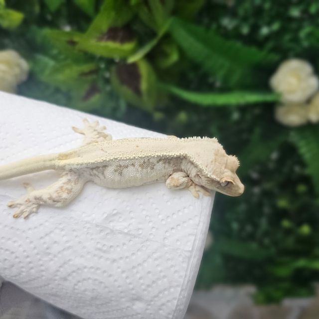 릴리화이트 풀핀 솔리드백