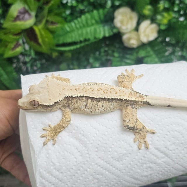 노멀 화이트핀 익스트림할리퀸 화이트