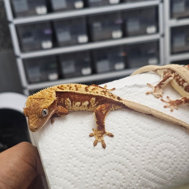 노멀 핀스트라이프 익스트림할리퀸 레드 화이트