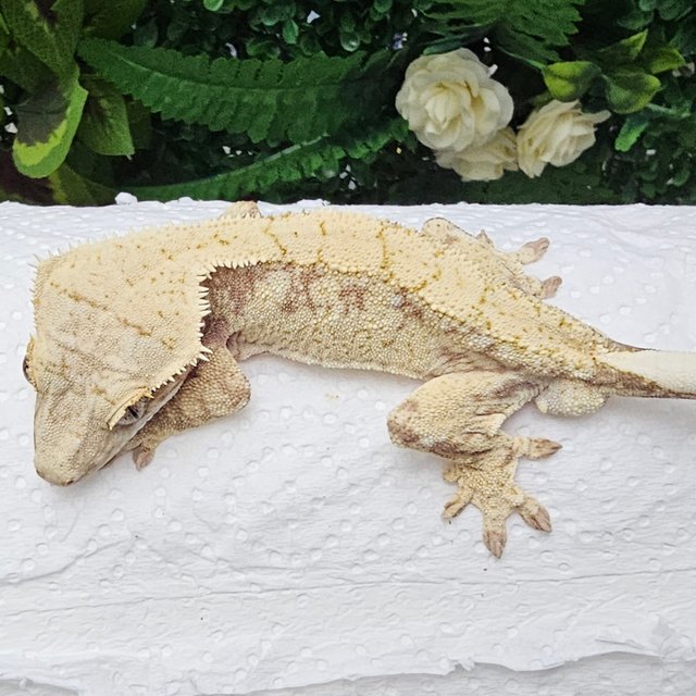 노멀 익스트림할리퀸 드리피