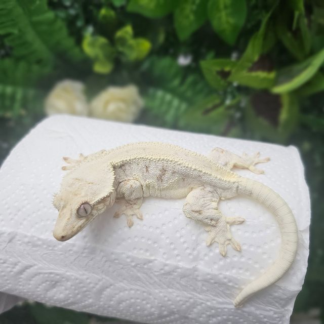 릴리화이트 솔리드백