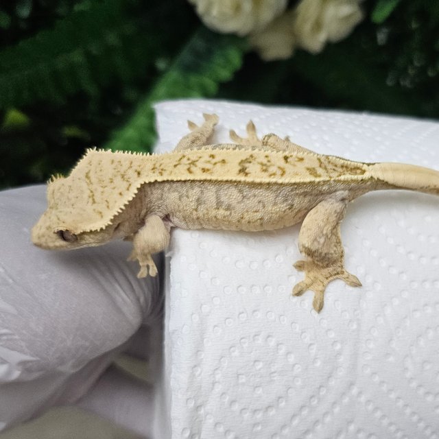 풀핀 노멀 솔리드백 드리피 화이트포트홀